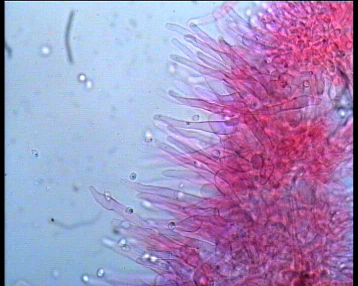 Hydropus marginellus   (Pers.:Fr.)  Singer